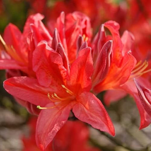 Azalée de Chine 'Rouge' – Azalea mollis 'Rouge' 40–50 cm pot | Arbuste de jardin, floraison rouge éclatante