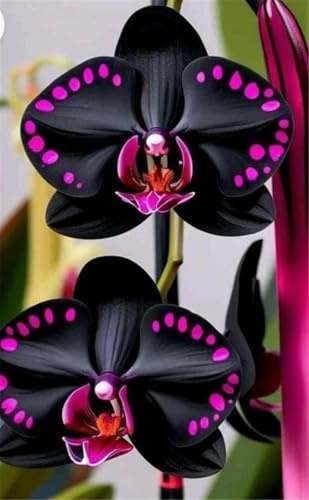 Cymbidium Facile Da Mantenere rari Crescita Rapida Bellissimo Giardino,(Steli grandi,senza semi,non artificiali)-5tuberi-I