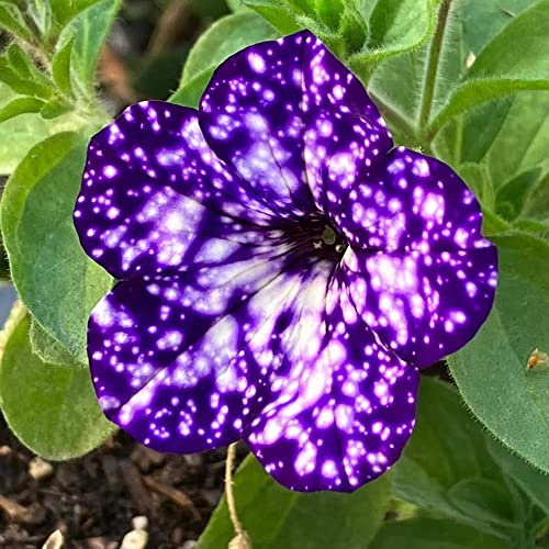 semillas de petunia colgantes balcón de en excelente decoración 280pcs