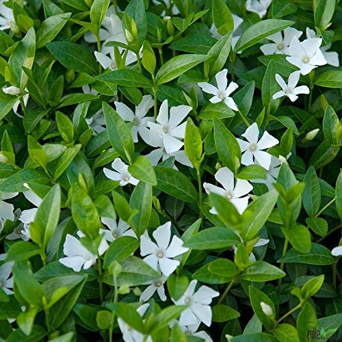 Vinca minor alba immergrüner Bodendecker winterhart 5-7 Triebe pro Topf weiß (20 Stück)