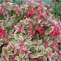 6 x Fuchsia 'Sunray' Cottage Garden Perennial Plug Plants