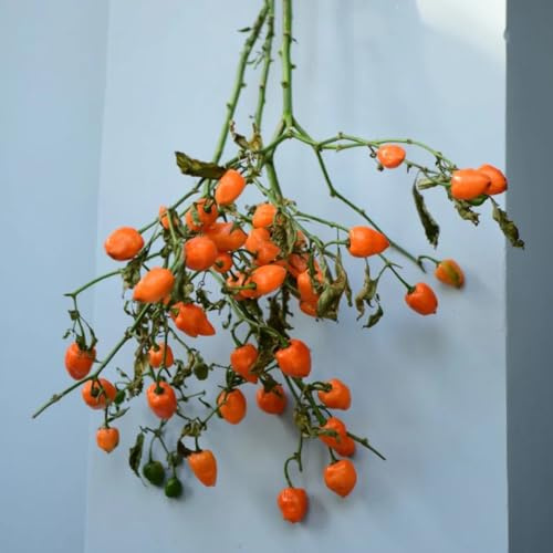 Semillas de habanero orgánicas, semillas de chile, cultivo de raras exóticas antiguas variedades 120pcs