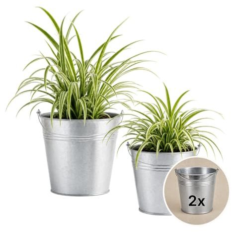 Grünlilie + 2x Zinktopf | 2er-Set | Chlorophytum | ca. 40-50 cm | ø 12-15 cm Topf | Pflegeleichte Zimmerpflanzen für Wohnung und Büro | Qualität vom Pflanzen Profi | Ideale Raumbegrünung