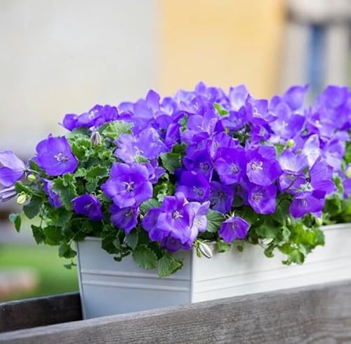 1 Pack of 500 SEEEDS Campanula Carpatica Mix Blue White