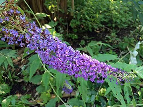 Buddleia Skutchii Rare 20 Seeds : Seeds Only