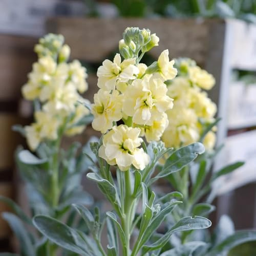 levkojen garten hochbeet schnittblumen blumengarten pflanzendeko zimmerpflanze balkon garten wildblumen balkonblumen usambaraveilchen pflanzensamen blumensamen mehrjährig winterhart 120samen