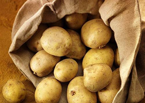 Carbeth Plants Maris Piper Seed Potatoes 11 Tuber Pack - Main Crop Potato for Planting Now in UK Gardens - Easy Grow High Yielding Great Tasting Harvest - Perfect for Roasting, Baking, Mashing & Chips