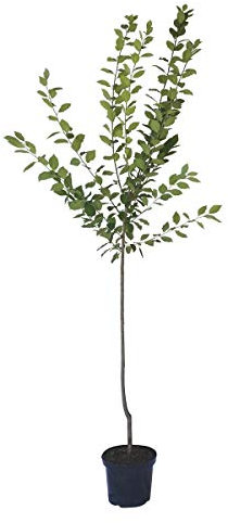 Pflaumenbaum Oullins Reneklode Halbstamm 150-170 cm 9,5 Liter Topf Unterlage: St. Julien A