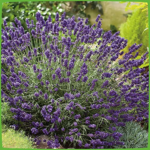 GARTEN SCHLÜTER® Lavendel 'Hidcote Blue' Lavandula angustifolia - 3 Liter