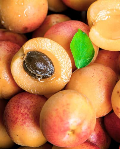 Pianta di Albicocco 'Reale d'Imola' - Intermedio - vaso Ø 20 cm - H. 150/180 cm