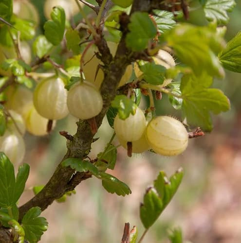 Hochstamm Stachelbeere gelb 80-100cm - Ribes uva-crispa - lebende Gartenpflanze aus den Baumschulen