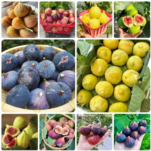 Semi di fico resistenti all'inverno, colonnari il fico, Ficus carica, biologici, nani sono resistenti 400pcs