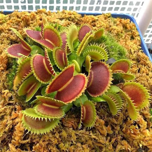 semi di acchiappamosche venere, carnivore, resistenti per balcone, 20pcs