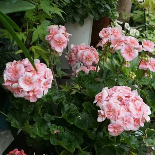 geranien deko blumenwiese mehrjährig pelargonium gartenblumen balkonpflanzen wildblumen exotische blumenbeet balkon blumenwiese bodendecker blumensamen mehrjährig winterhart 800samen