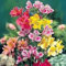 25 Semillas Alstroemeria Lirio peruano Mezcla de flores/Perenne
