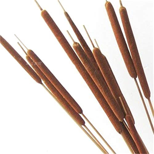 Dongliflower Trockenpflanze Rohrkolben 30 Stück, Braun, 60 cm, für Heimdekoration, Drinnen