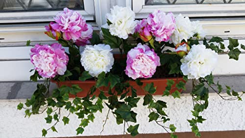 Balkonkasten 59cm.lang, Terra mit Peonien