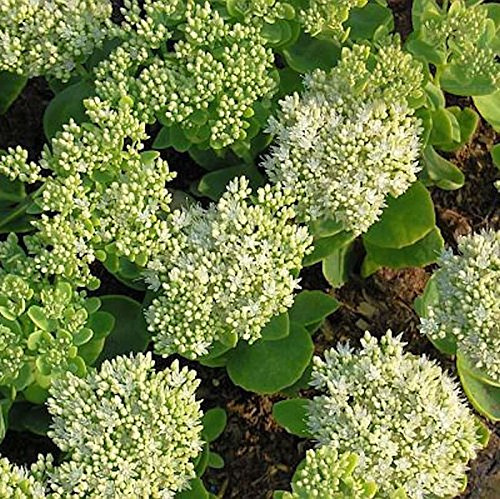 Prächtige Fetthenne Iceberg - Sedum spectabile - lebende Gartenpflanze aus den Baumschulen