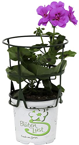 Gitanilla Natural- Pelargonium Peltatum - la Planta que te Ayudará a Desconectar y Disfrutar del Exterior del Hogar