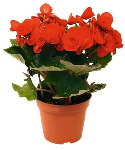 Begonia Elatior la Planta de Interior que Proporciona Alegría a tu Hogar Mix Color
