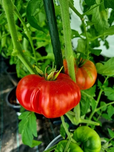 Tomate Schlesische Himbeere 10 Samen