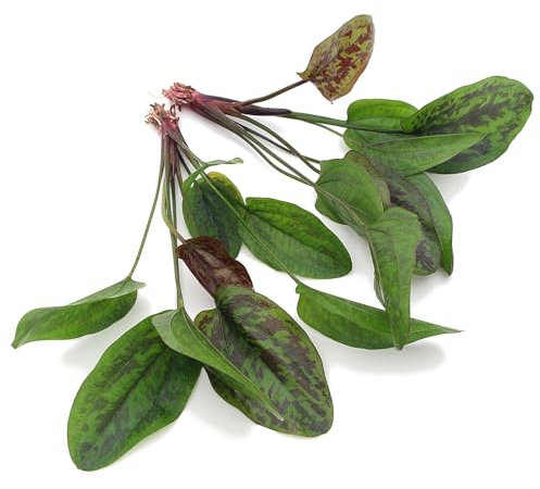 K2AQUA 2 x Echinodorus Chocolate Marble Amazon Sword Live Aquarium Plant for Freshwater Tropical Fish Tank with Unique Brown and Green Leaves
