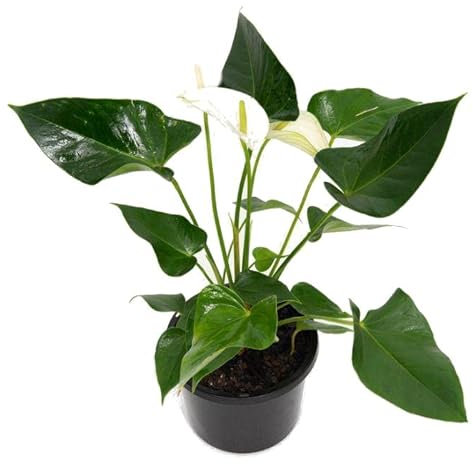 Anturio Blanco - Anthurium Royal White - Flores Blanca - Planta Natural - Planta de Interior