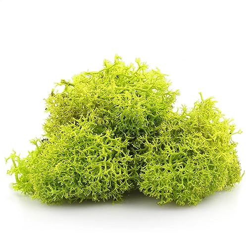 Biotope Aquatics Ltd - LIME APPLE GREEN Reindeer Moss - Perfect for Air Plants, Crafts, Tillandsia, House Decoration