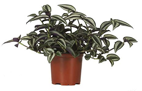 Tradescantia Zebrina Planta de Interior en Maceta de 12cm Planta Natural