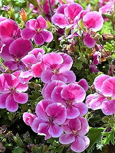 10 Rosa Pinto BICOLORE rosa geranio y Pelargonium blanco semi di fiore