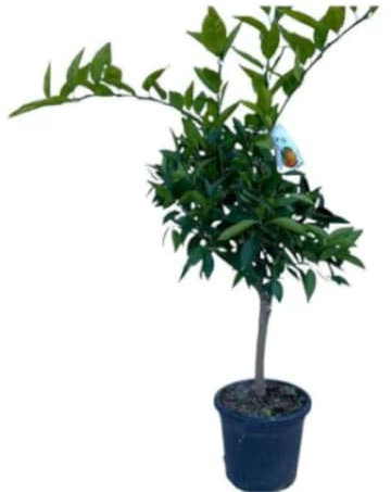 Vivaio Garden Forest Pianta di Clementino Rosso Rubino, Pianta da frutto, Pianta di agrumi, Dolce, Antiocianine, Antiossidante, Fiori bianchi, Profumati, Vaso 24cm, H150cm di 3 anni