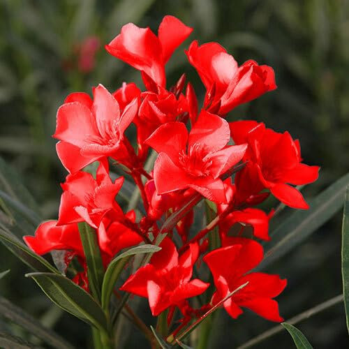 Oleander Flower Seeds 90pcs Red