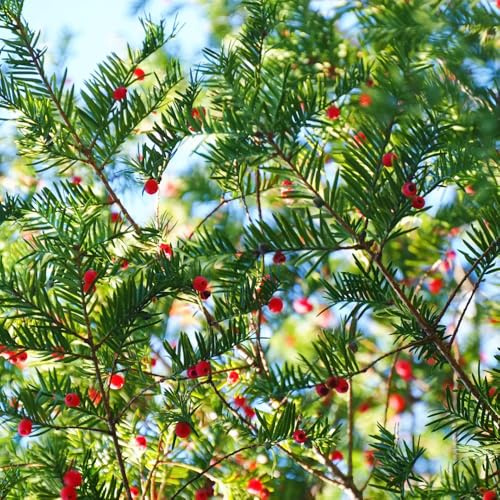 Semi di tasso Taxus baccata, semi di tasso, arbusti, perenni comprare da giardino 200pcs