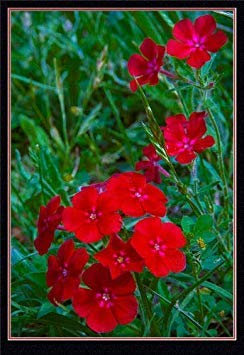 Potseed 80 Semillas Phlox Rojas Anual (Phlox drummondii) Semillas Y176 Semilla Samen