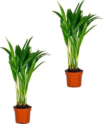 Duo de Palmera Areca 2 Unidades de Plantas Naturales Dypsis Lutescens