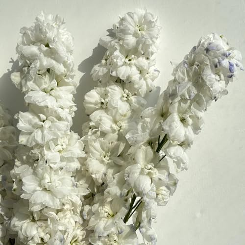 semillas de delphinium, delphinium de primavera, silvestres resistentes al aire libre silvestres de balcón de cortadas 40pcs