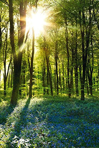 empireposter Forests - Sunrise Bluebell Wood - Poster Foto Landschaft Wälder Plakat Druck - Größe cm