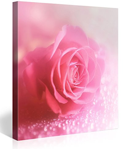 PICANOVA – Pink Wet Macro Rose 2 80x80cm – Premium Leinwanddruck – Kunstdruck Auf 2cm Holz-Keilrahmen Für Schlaf- Und Wohnzimmer