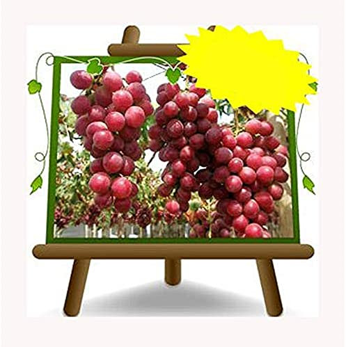 EURO PLANTS VIVAI Vigne Red Globe plante fruitière ancienne en pot 20 cm hauteur 150-170 cm - Âge 2 ans