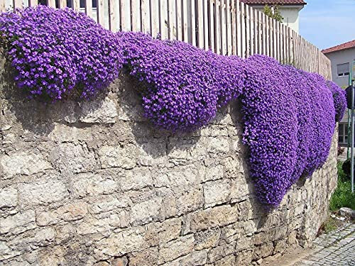 Creeping Thyme Herb Seeds Approx. 5,000 Seeds (1g) from a UK Seller