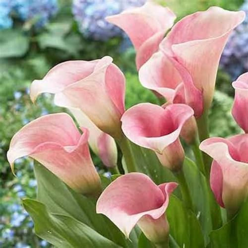 Calla Lily Bulbs-Calla Lily Plant Calla Lily Bulbs UK Calla Lily Bulbs for Planting Now UK,Garden Flowers,Plant Bulbs,Hardy Perennial,Wedding Flowers-10bulbs-b