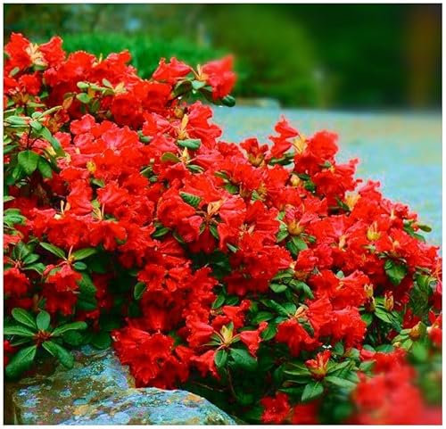 GrowOn Shrubs [x3] Dwarf Rhododendron Japonica 'Scarlet Wonder' | Multi-Pack | Evergreen Shrubs | Outdoor Garden Ready Plants | Spring Flowering | Blood Red Flowers
