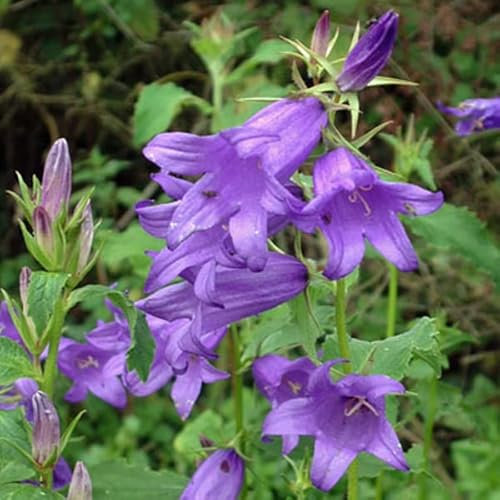 6 x Wald Glockenblume macrantha - Campanula Latifolia Macrantha Topf 9x9cm: Große blaue Blüten, robust, ideal für naturnahe Gärten.