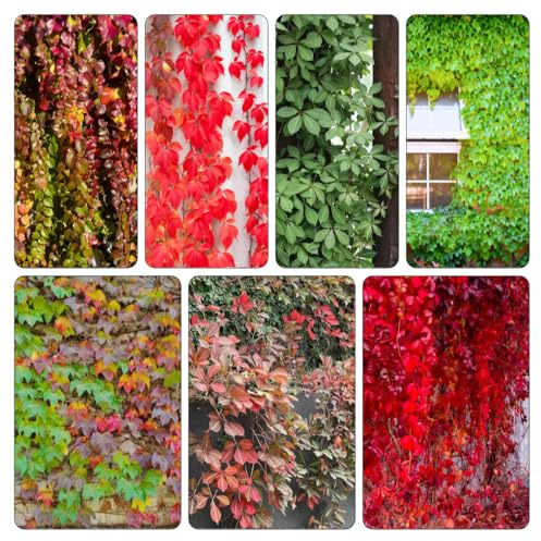 Wilder Wein - pflanzendeko pflanztopf Parthenocissus tricuspidata steingartenpflanzen gartenkräuter grünpflanzen exotische zimmerpflanzen topfpflanzen draußen 850samen