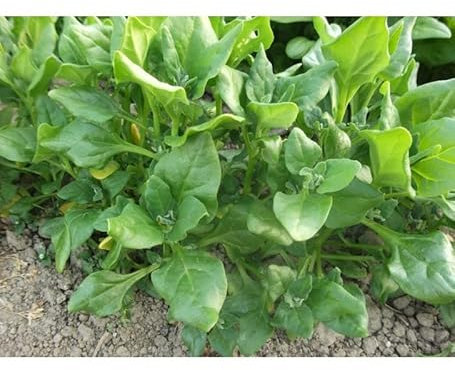 Sachet de graines de Tétragone cornue - 5 g - légume feuille - LES GRAINES BOCQUET