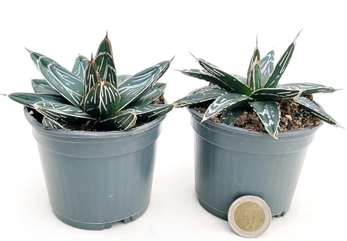 POWERS TO FLOWERS - AGAVE VICTORIA REGINAE VASO 10CM diametro, 2 PIANTE, Agave Regina Vittoria, Agave, Pianta Vera