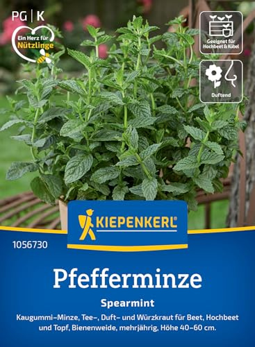 Kiepenkerl Pfefferminzsamen Spearmint 1056730 - Kaugummi-, Minze-, Tee-, Duft- und Würzkraut - circa 40-60cm - Pflanzen Samen, Saatgut, Kräutersamen
