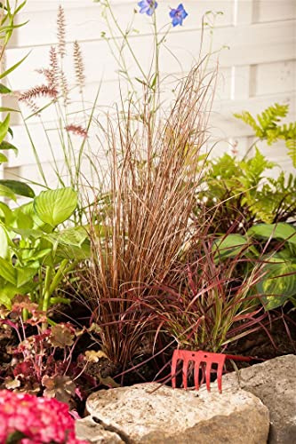 Rote Segge Carex buchananii Red Rooster Ziergras winterhart | Rotbraunes Laub, dekorativer Blickfang, robust, schnittvertraeglich, ideal für Steingarten und Terrasse