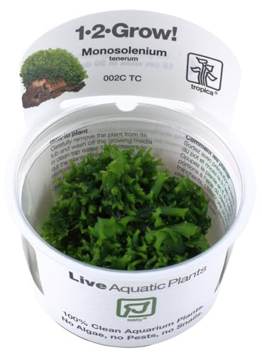 Monosolenium tenerum - in-vitro - Plantes d'aquarium