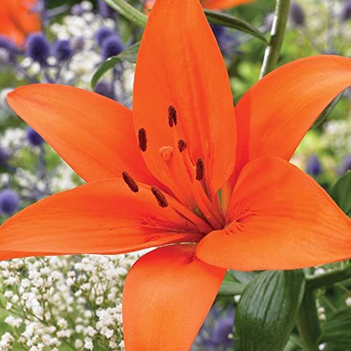 2 x Lilium Asiatic Orange – Delightful Bright Orange Blooms – Spring Flowering Bulbs – Perennial – for Your Beautiful Garden